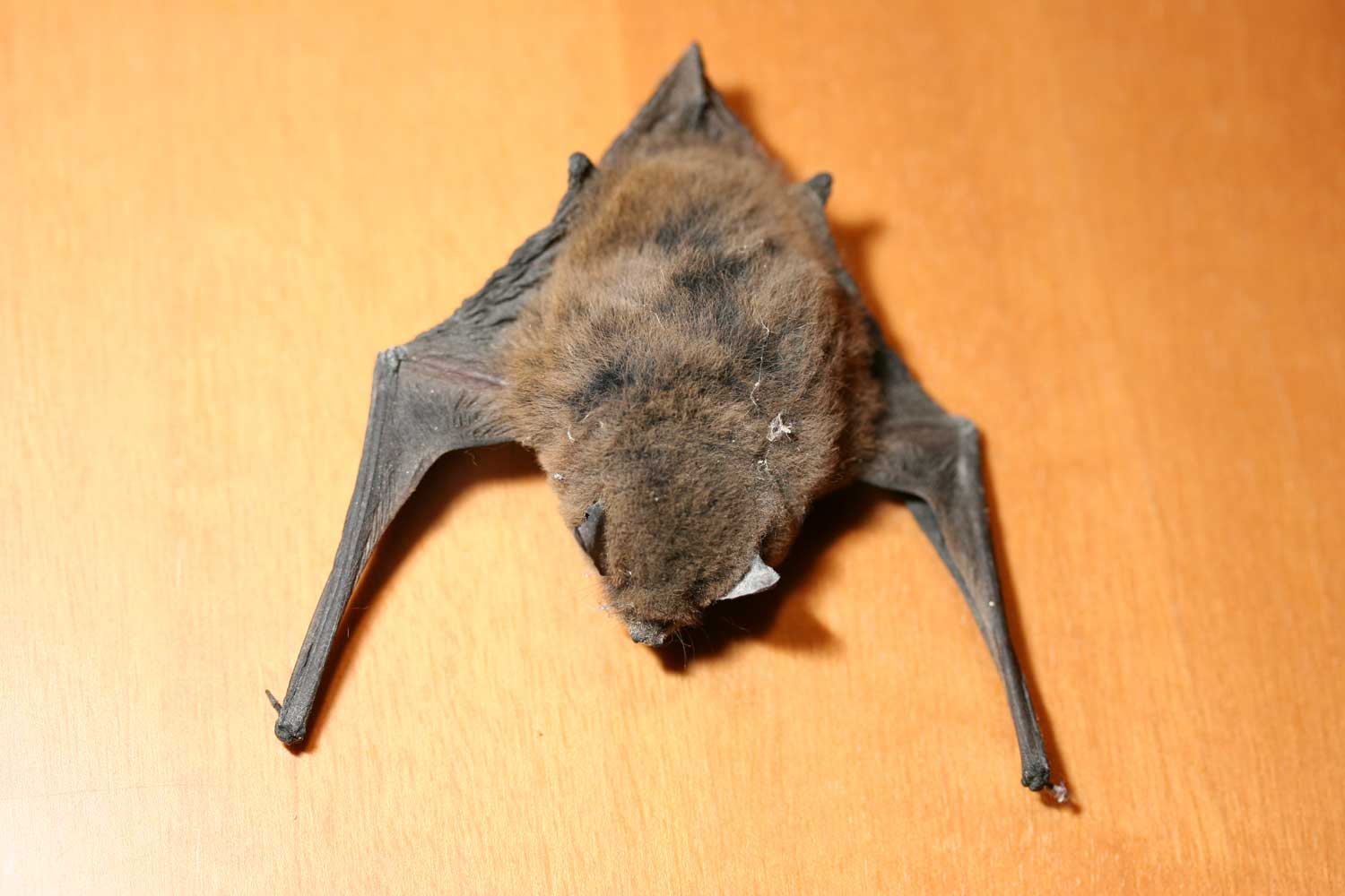 Pipistrello....morto